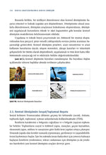 Kentsel Arazi Düzenlemesi: Kentsel Dönüşüm